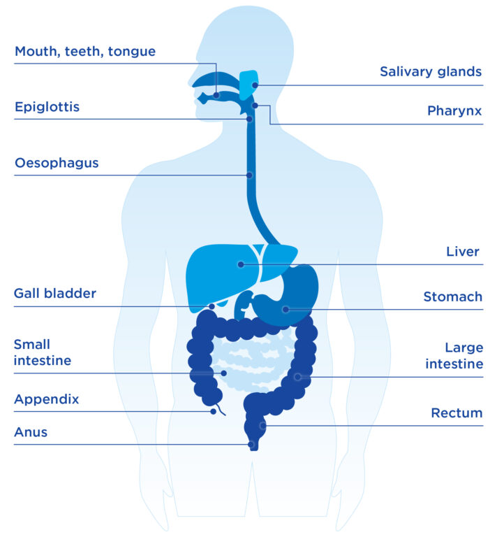 Understand a child’s digestive system | Parents’ Corner| AptaClub