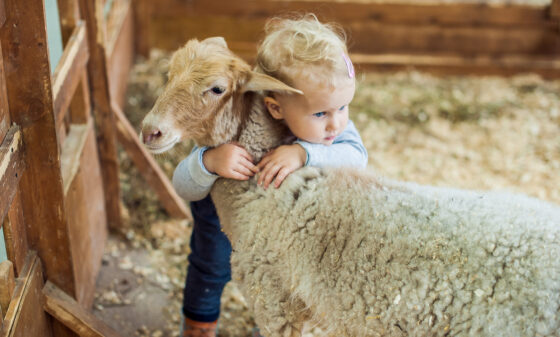 Toddler hugging sheep