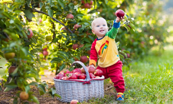 Child playing with apples