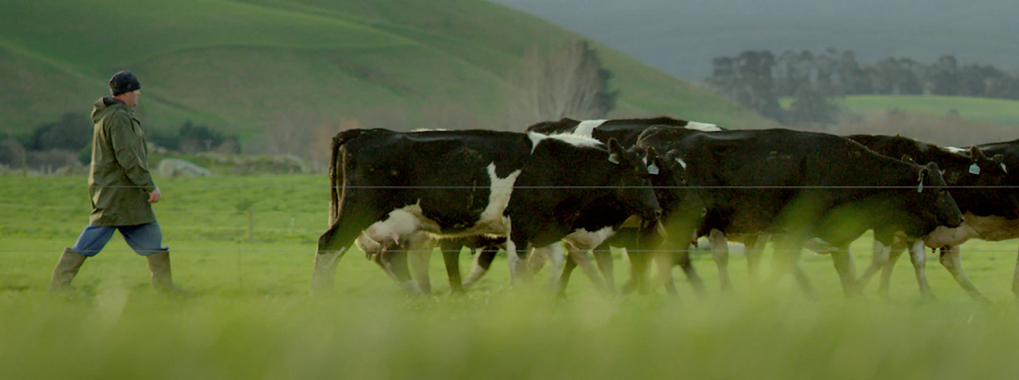 Cows and farmer in a field