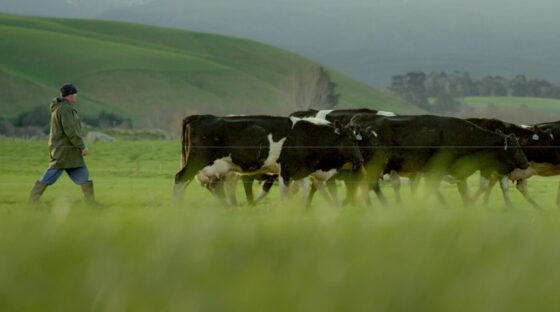 Cows and farmer in a field