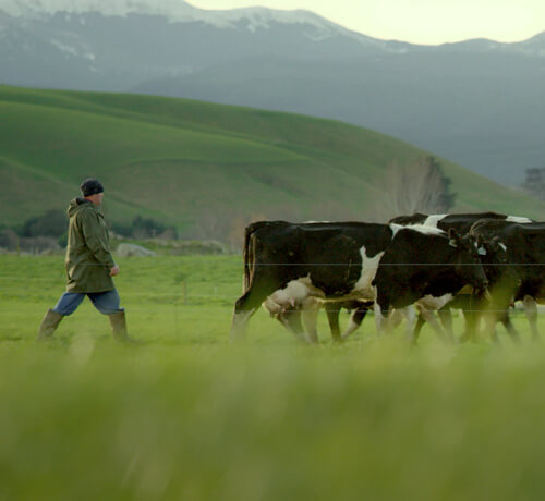Cows and farmer in a field in New Zealand