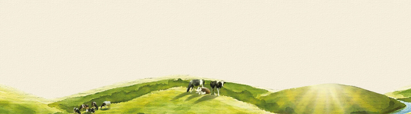 Cows in a field