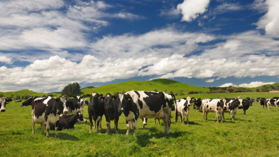 Grassfed cows grazing the field in New Zealand Farm