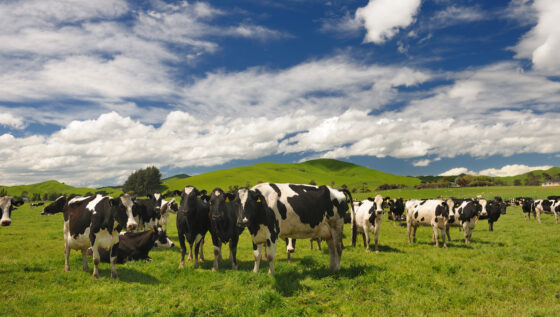 Cows in a field