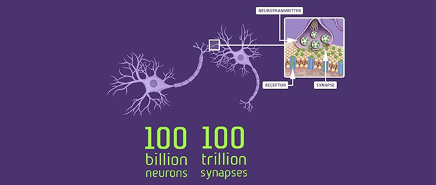 Diagram showing where the billions of neurons live and the trillions of synapses occur.